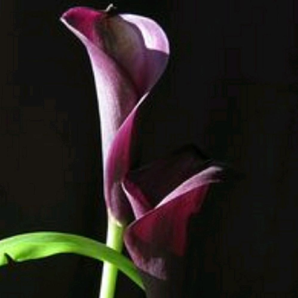 Meet your Posher, Ivana